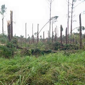 Johns Island tree tops taken off by tornado